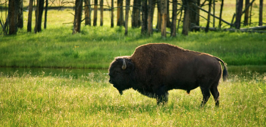 West Yellowstone Bison